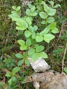 Blåbær (Vaccinium myrtillus)