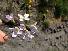 Cuckooflower (Cardamine pratensis)