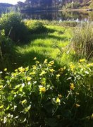 Bekkeblom (Caltha palustris)