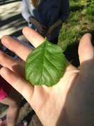 Svartor (Alnus glutinosa)