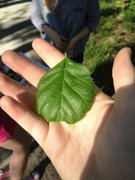 Svartor (Alnus glutinosa)