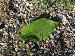 Hegg (Prunus padus)