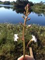 Bukkeblad (Menyanthes trifoliata)