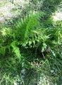 Storburkneslekta (Athyrium)