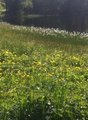 Bekkeblom (Caltha palustris)