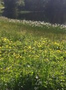 Bekkeblom (Caltha palustris)