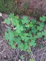 Gjøkesyre (Oxalis acetosella)