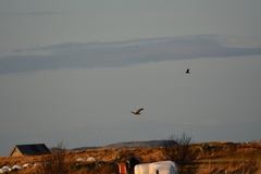 White-tailed Eagle (Haliaeetus albicilla)
