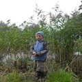 Takrør (Phragmites australis)