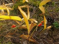 Liljekonvall (Convallaria majalis)