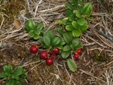 Tyttebær (Vaccinium vitis-idaea)