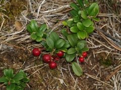 Cowberry (Vaccinium vitis-idaea)