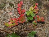 Blåbær (Vaccinium myrtillus)