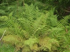 Skogburkne (Athyrium filix-femina)