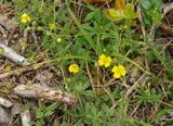 Tepperot (Potentilla erecta)