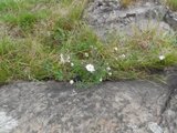 Nyseryllik (Achillea ptarmica)