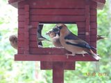 Kjernebiter (Coccothraustes coccothraustes)