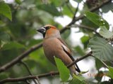 Kjernebiter (Coccothraustes coccothraustes)