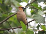 Kjernebiter (Coccothraustes coccothraustes)