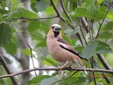 Kjernebiter (Coccothraustes coccothraustes)