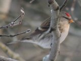 Gråsisik (Carduelis flammea)