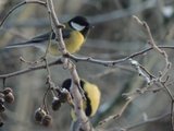 Kjøttmeis (Parus major)