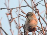 Gråsisik (Carduelis flammea)