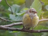 Grønnsisik (Carduelis spinus)