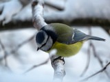 Blåmeis (Cyanistes caeruleus)