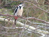 Flaggspett (Dendrocopos major)