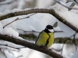 Kjøttmeis (Parus major)