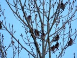 Sidensvans (Bombycilla garrulus)