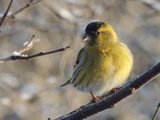 Grønnsisik (Carduelis spinus)