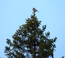 Nøtteskrike (Garrulus glandarius)