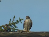 Spurvehauk (Accipiter nisus)