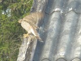 Spurvehauk (Accipiter nisus)