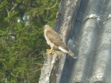 Spurvehauk (Accipiter nisus)