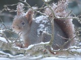 Ekorn (Sciurus vulgaris)