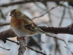 Bjørkefink (Fringilla montifringilla)