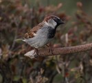 Gråspurv (Passer domesticus)