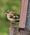 Bokfink (Fringilla coelebs)