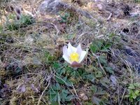 Mogop (Pulsatilla vernalis)