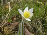 Mogop (Pulsatilla vernalis)