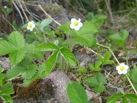 Markjordbær (Fragaria vesca)