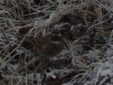 Hvithodespurv (Emberiza leucocephalos)