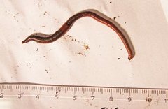 Skogmeitemark (Lumbricus rubellus)