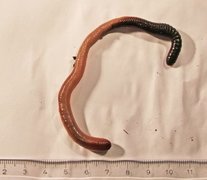 Stormeitemark (Lumbricus terrestris)