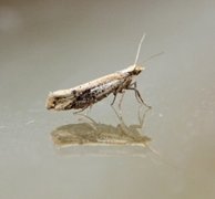 White-shouldered Smudge (Ypsolopha parenthesella)