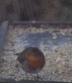 Rødstrupe (Erithacus rubecula)