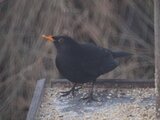 Svarttrost (Turdus merula)